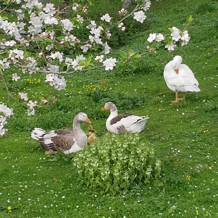 Domaine De Karoli Affittacamere 3*